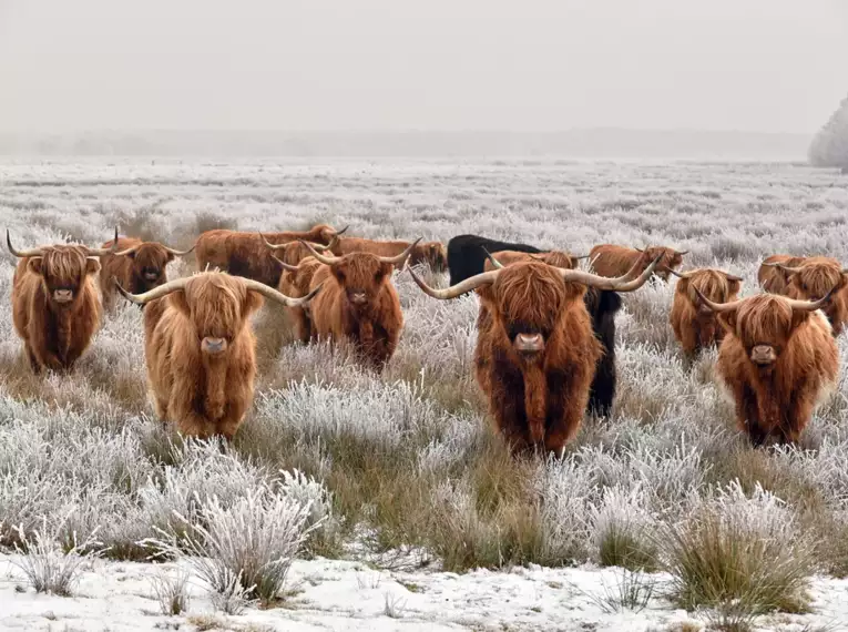 Hogmanay - Jahreswechsel in den schottischen Highlands