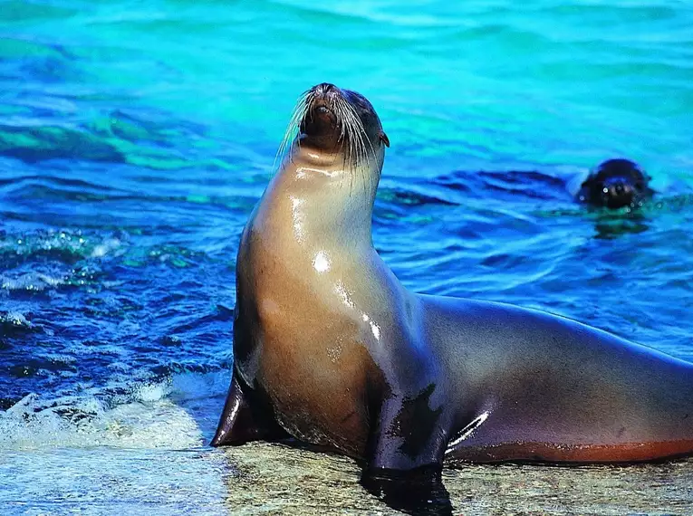 Ecuador und Galapagos - Highlights erleben