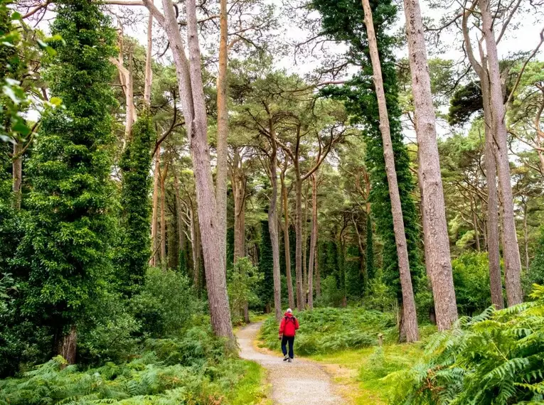 Wanderweg im Glenveagh National Park Person wandert auf einem malerischen Pfad im Glenveagh National Park, umgeben von hohen Bäumen und üppigem Grün.