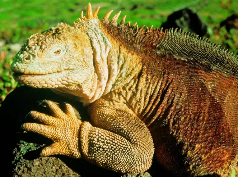 Ecuador und Galapagos - Highlights erleben