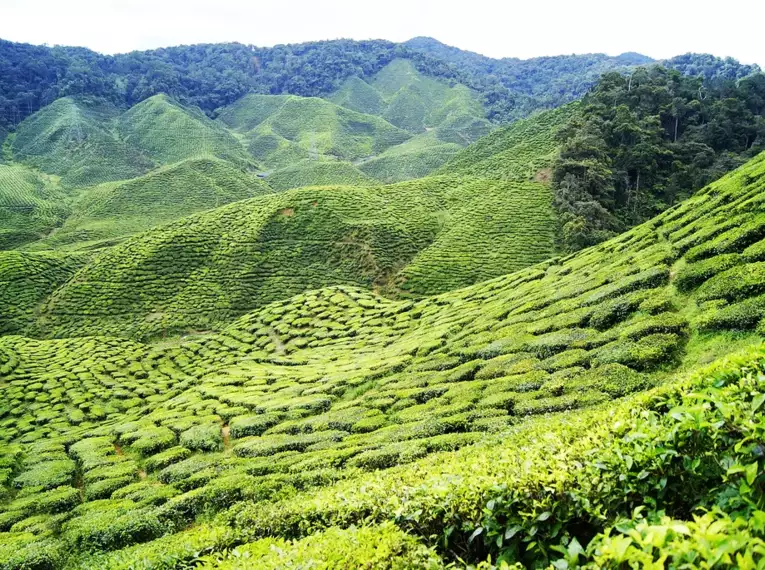 Sri Lankas Highlights erwandern