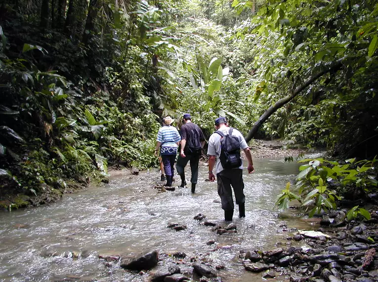Personen wandern durch flachen Bach im Regenwald von Costa Rica.