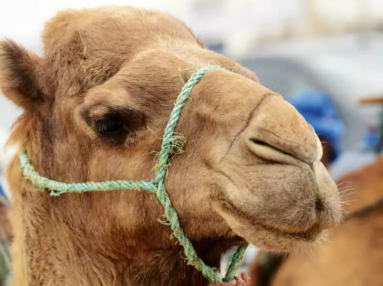 Marokko - Kameltrekking entlang des Atlantiks