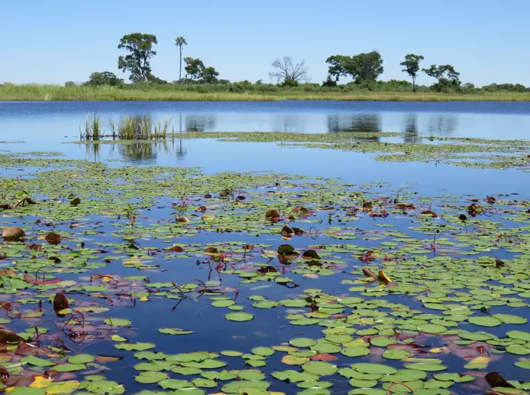 Landschaftsszene mit Seerosen auf dem Okavango Delta in Afrika.