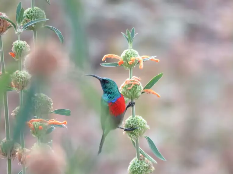 Farbenfroher Vogel in Südafrika Ein lebendig gefärbter Vogel sitzt auf Blumen in Südafrika.