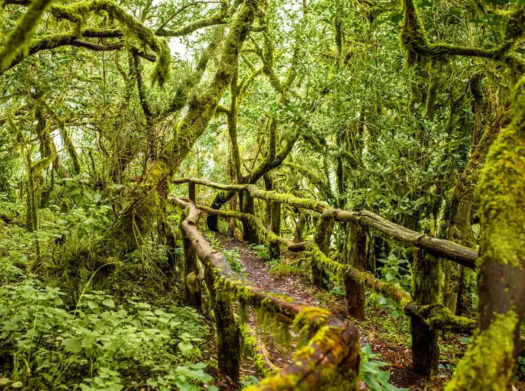 Lorbeerwald auf La Gomera Ein mit Moos bewachsener Holzsteg im dichten Lorbeerwald von La Gomera.