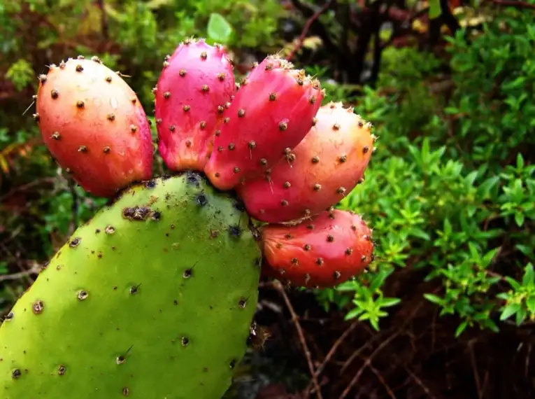 Reife Kaktusfrüchte auf einem grünen Blatt in La Palma.