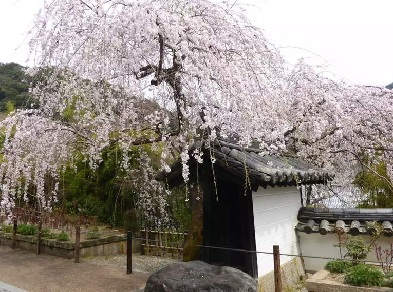 Japan: Kirschblüte oder Herbstlaub zaubern Farbenwunder