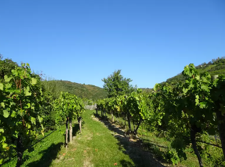 5-tägige individuelle Wanderungen Welterbesteig Wachau