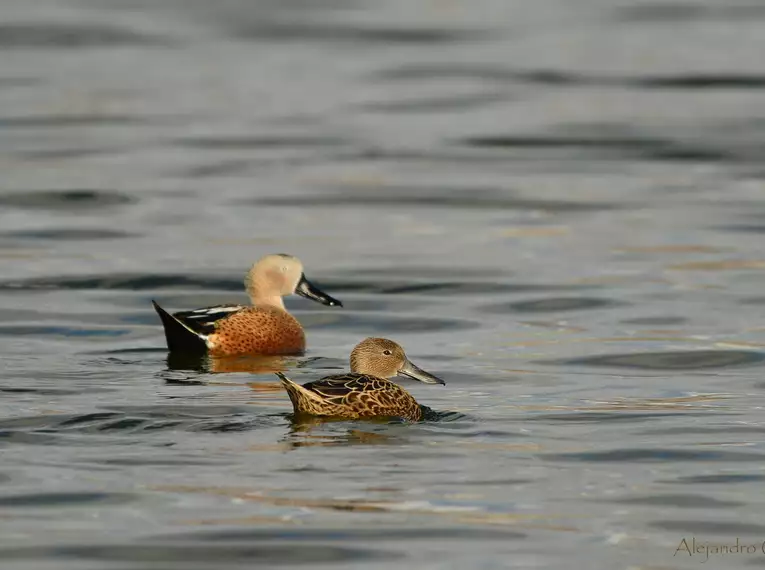 Zwei Enten schwimmen ruhig auf einem spiegelglatten See in der Natur.