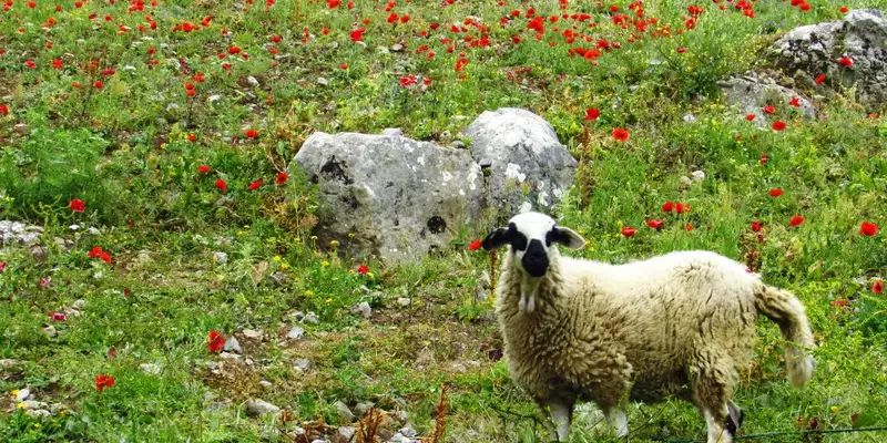 Marokko - Der wilde Norden und das Erbe von Al-Andalus - Bild 17