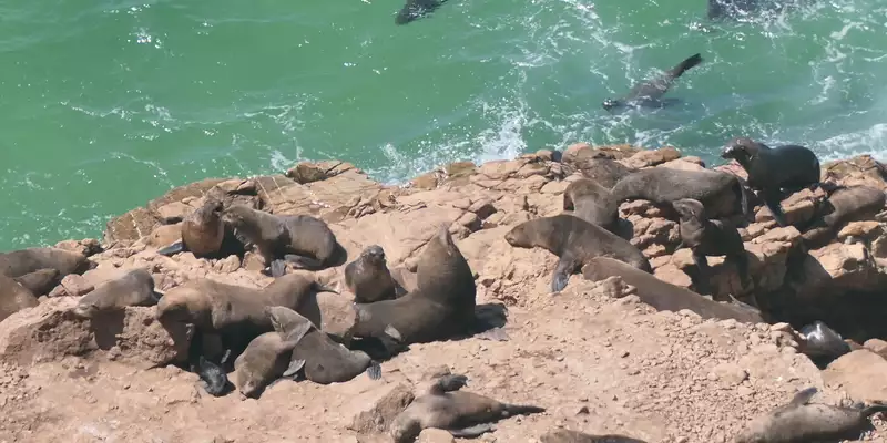 Südafrika - die Highlights der Kapregion entdecken - Bild 12