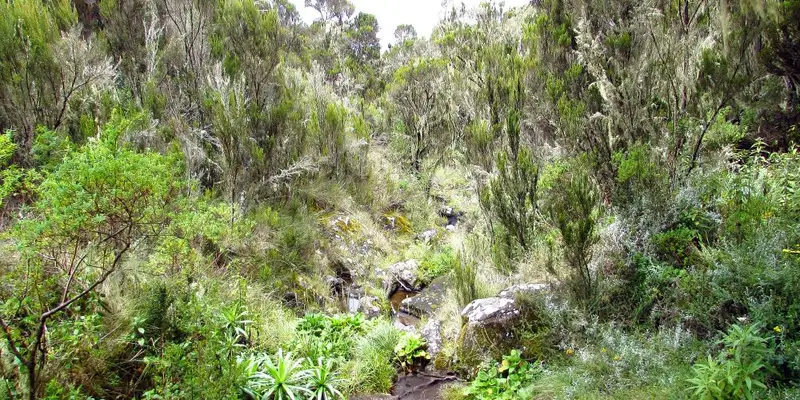 Kilimanjaro: Marangu-Route - Bild 6