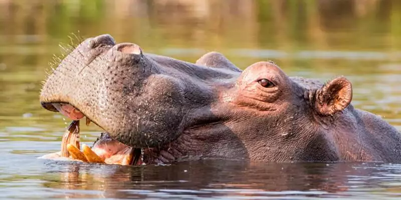 Südafrika - Drakensberge & Safari im Nordosten - Bild 11