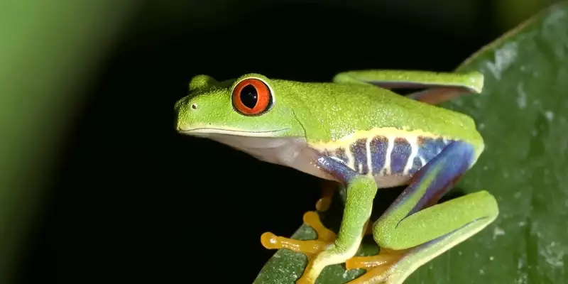 Costa Ricas Highlights entdecken - Bild 8