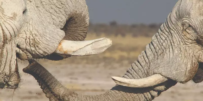 Namibias Highlights erleben - Bild 9