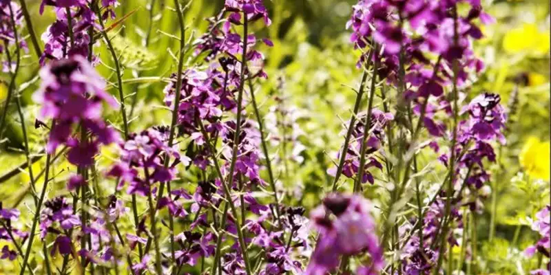 Jersey gemütlich erwandern - Bild 2