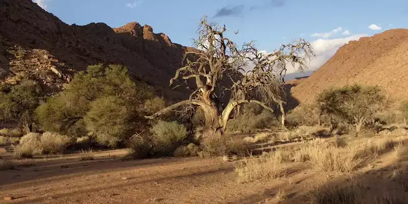Namibia - die Wunderwelt der Wüsten - Bild 8