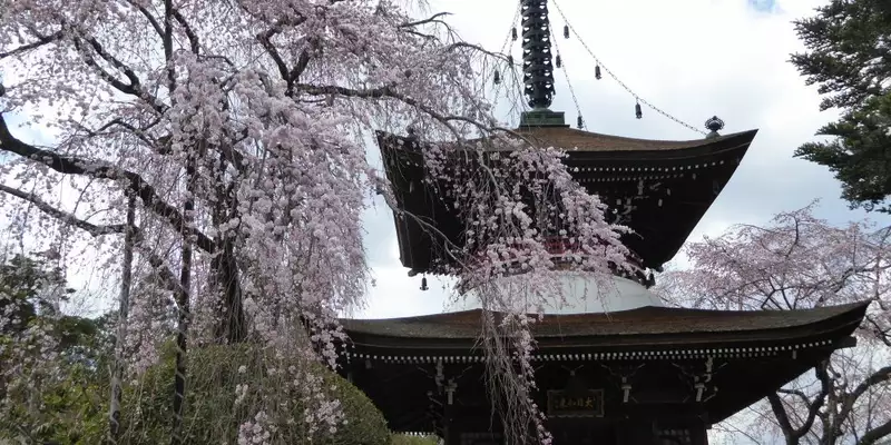 Japan: Kirschblüte oder Herbstlaub zaubern Farbenwunder - Bild 21