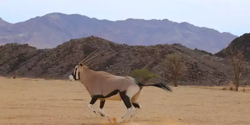 Namibia - die Wunderwelt der Wüsten - Bild 13