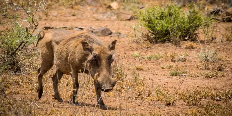 Südafrika - Afrikas Wildnis im Nordosten hautnah erleben - Bild 25