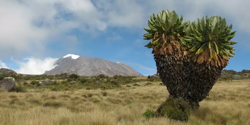 Kilimanjaro Lemosho-Route (Northern Circuit) - individuell - Bild 3