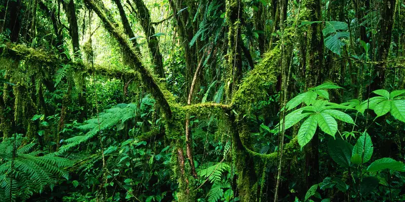 Costa Rica naturnah erwandern - Bild 12