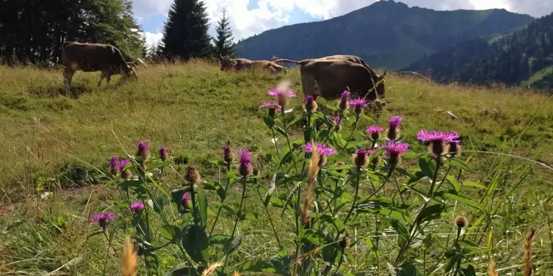 Bergwanderwoche rund um Oberstdorf im Allgäu - Bild 8