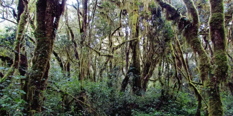 Kilimanjaro: Lemosho-Route (Northern Circuit)  - Bild 6