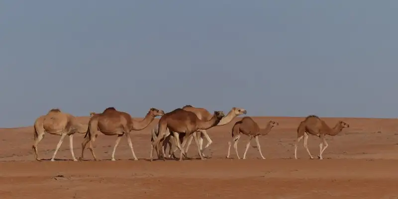 Oman - Anspruchsvolles Trekking im Sultanat - Bild 27