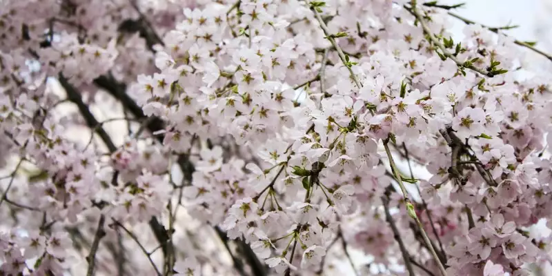 Japan: Kirschblüte oder Herbstlaub zaubern Farbenwunder - Bild 7