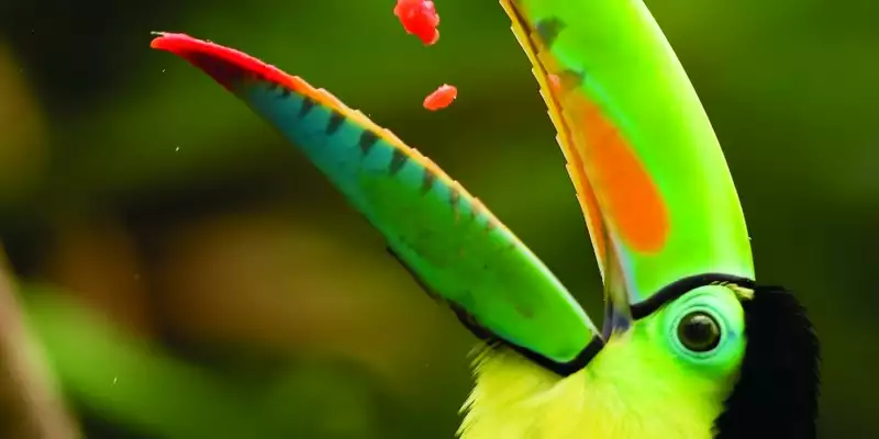 Costa Rica - Entdeckungsreise zu unberührten Nationalparks und lebendiger Kultur - Bild 10