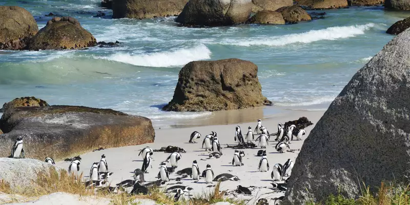 Südafrika - die Highlights der Kapregion entdecken - Bild 14