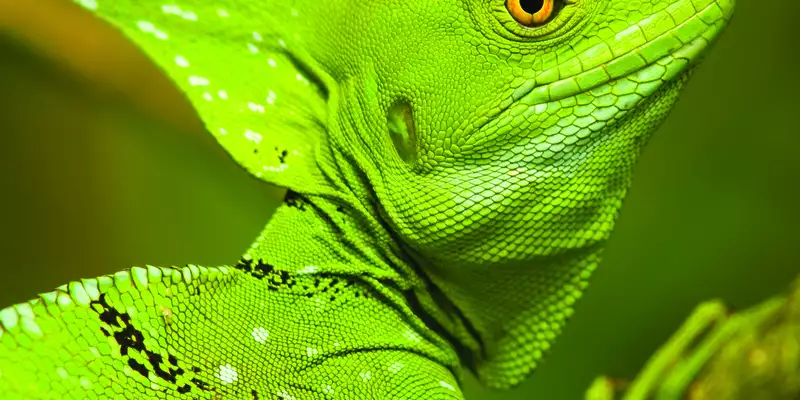 Costa Ricas Highlights entdecken - Bild 5