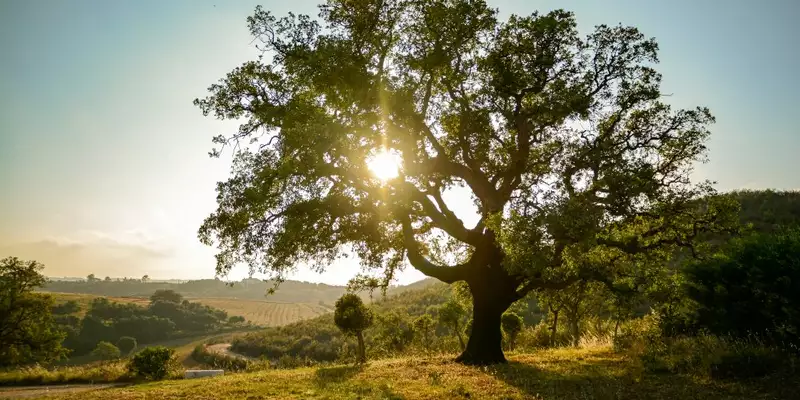Entlang der Atlantikküste Portugals: Wilde Schönheit und bunte Hafenstädtchen - Bild 2