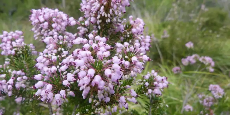 Die Highlights Menorcas erwandern - Bild 7