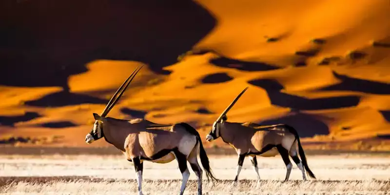 Namibia - die Wunderwelt der Wüsten - Bild 1