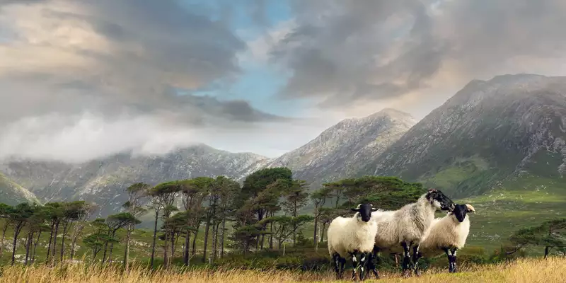 Irlands wilde Schönheit - Connemara & Burren - Bild 2