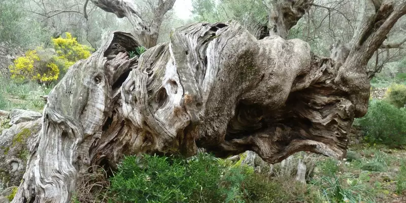 Mallorcas Highlights der Tramuntana erwandern - Bild 13