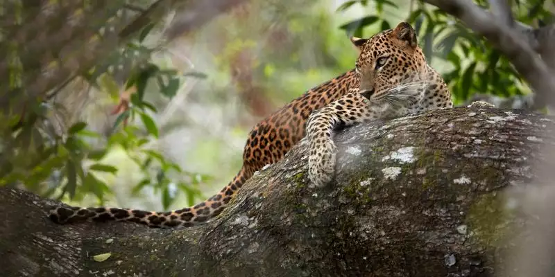 Sri Lankas Highlights erleben – Aktivreise durch Kultur und Natur - Bild 8