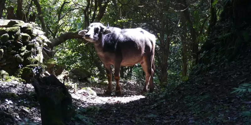 Nepal – Annapurna Panorama Lodge-Trek - Bild 6