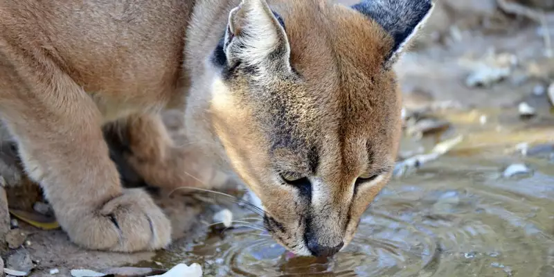 Namibias Naturwunder: Farbenpracht und grenzenlose Weite - Bild 14