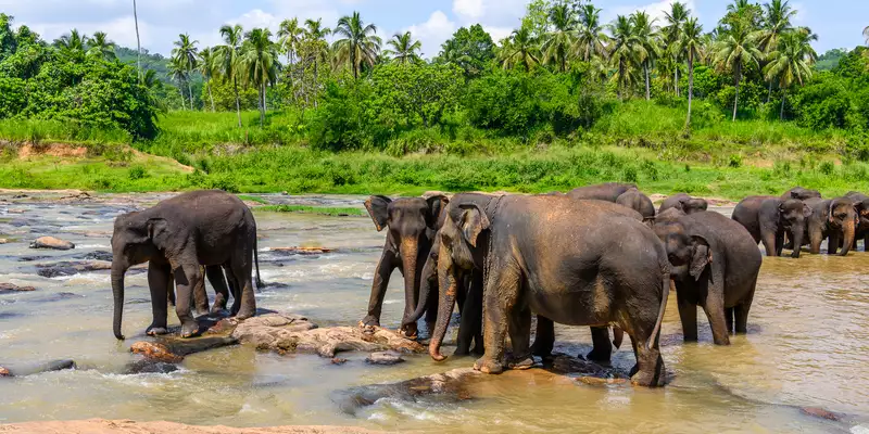 Sri Lankas Highlights erleben – Aktivreise durch Kultur und Natur - Bild 1