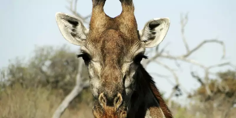 Südafrika - Afrikas Wildnis im Nordosten hautnah erleben - Bild 1