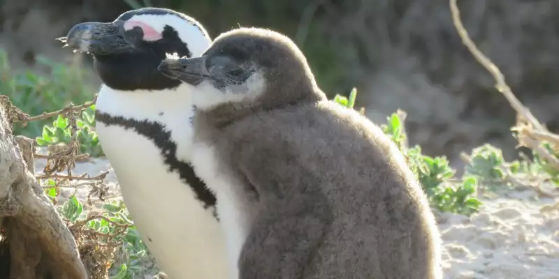 Südafrika, Namibia, Botswana, Simbabwe - Entdeckungsreise durch das südliche Afrika - Bild 4
