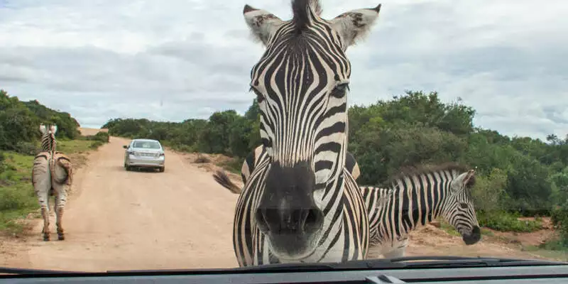 Südafrika - Wanderreise entlang der Garden Route - Bild 6