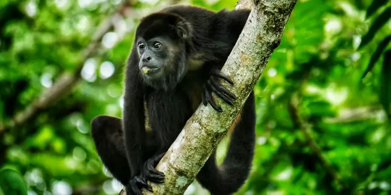 Costa Rica - Entdeckungsreise zu unberührten Nationalparks und lebendiger Kultur - Bild 23