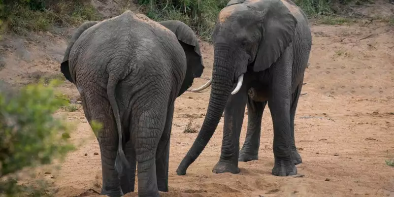 Südafrika - Afrikas Wildnis im Nordosten hautnah erleben - Bild 2