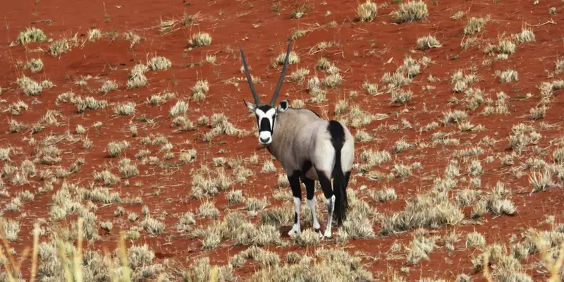 Namibias Naturwunder: Farbenpracht und grenzenlose Weite - Bild 7