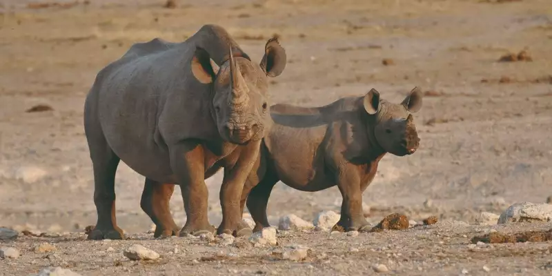 Namibias Highlights erleben - Bild 13